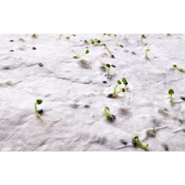 ASIDE - DIN A5 Wildblumen-Samenpapier
