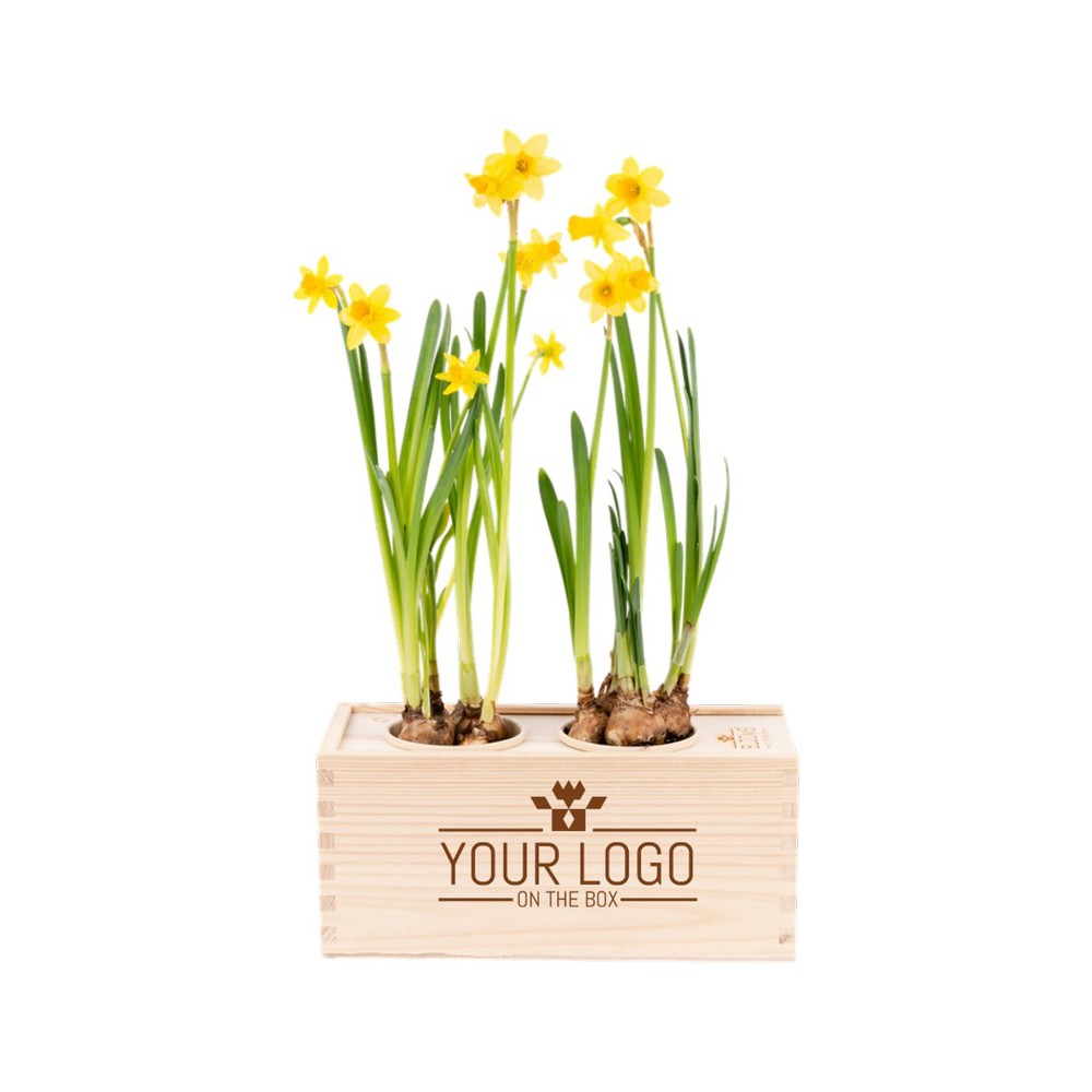 Spring out of the Box - M