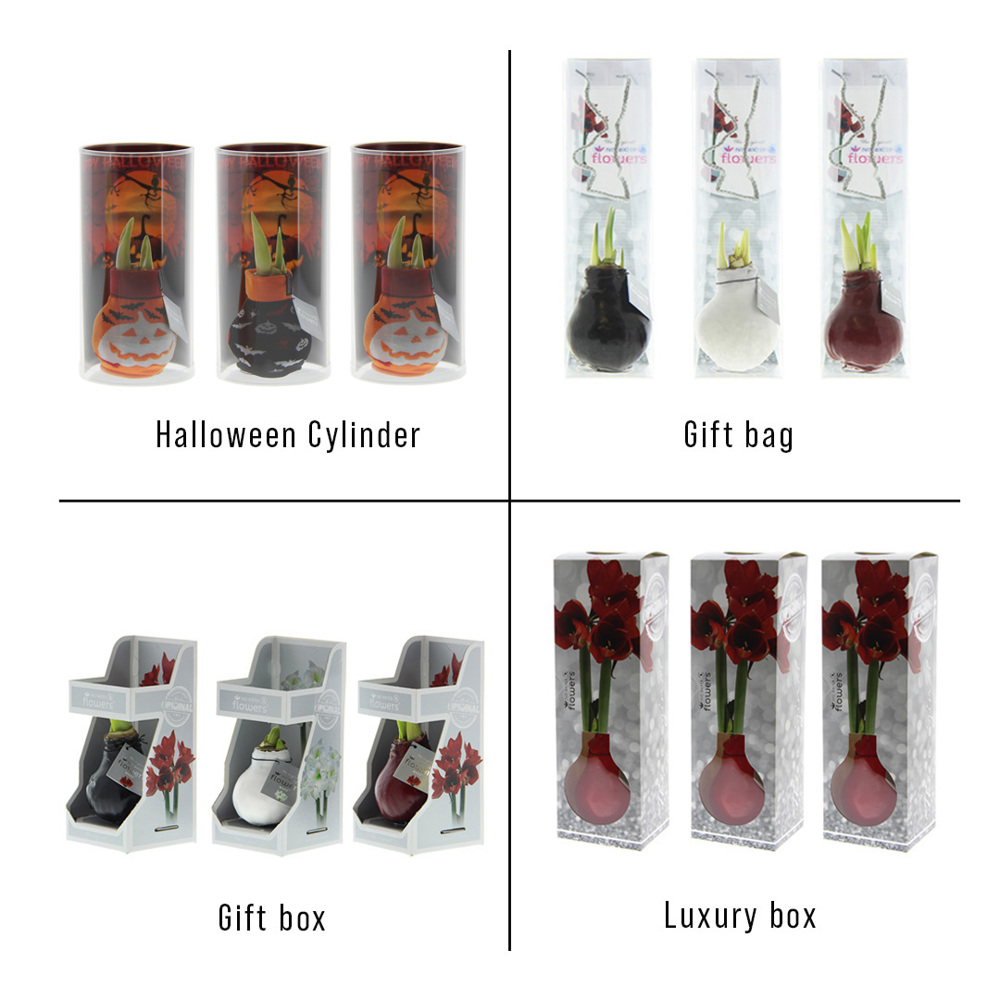 No Water Flowers® - Fashionz Halloween mix, In Geschenkbox