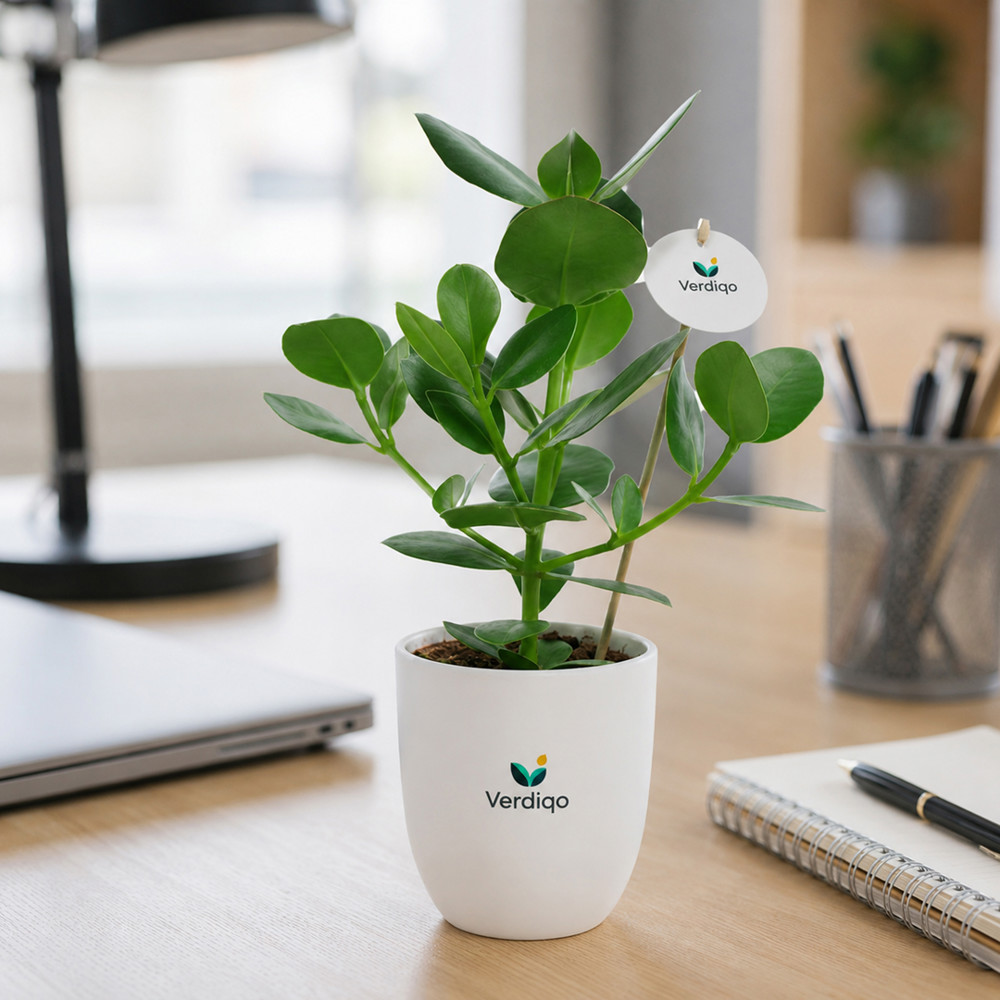 OxyGreenz® - Clusia rosea im Keramiktopf, Ohne Verpackung