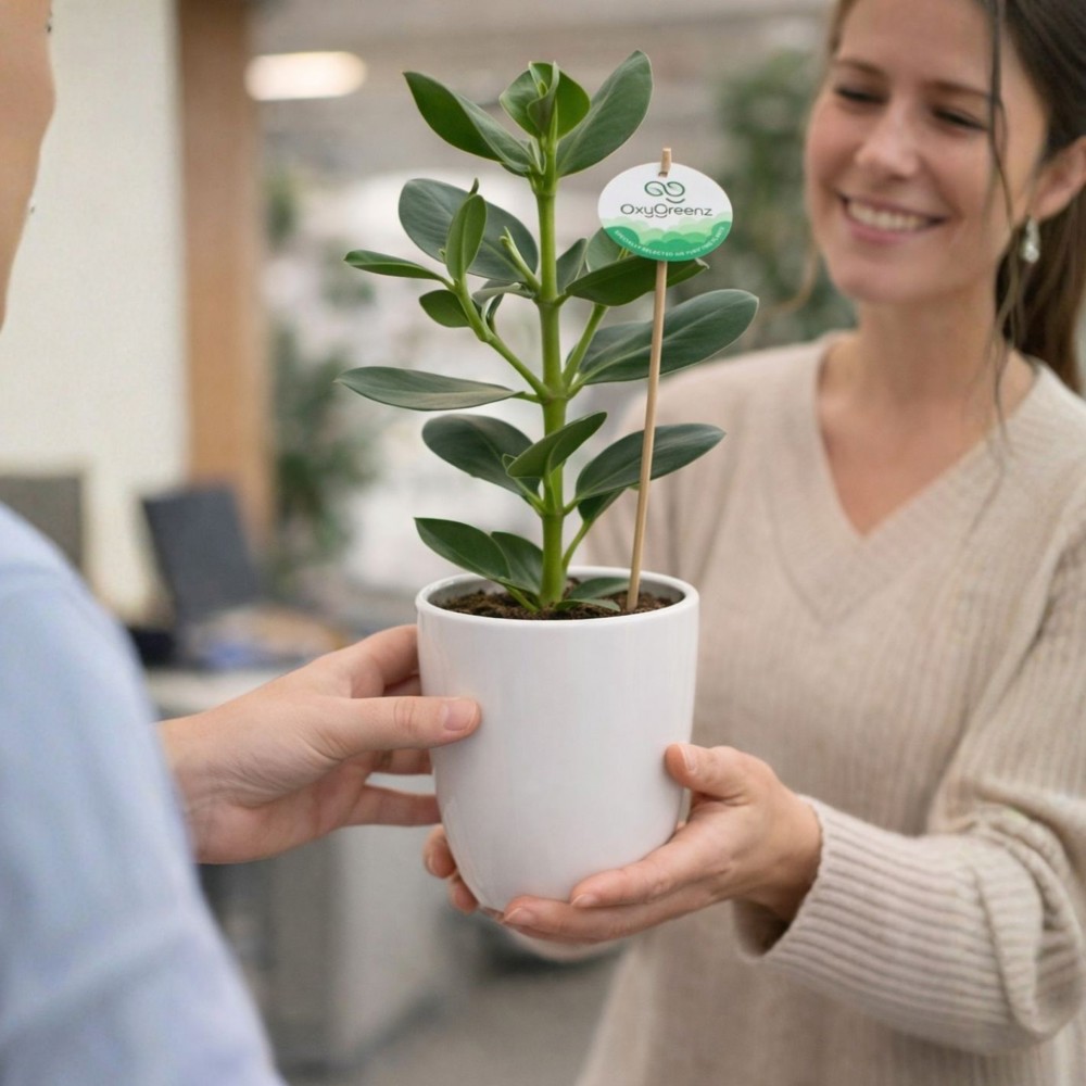 OxyGreenz® - Clusia rosea im Keramiktopf, In Geschenkbox