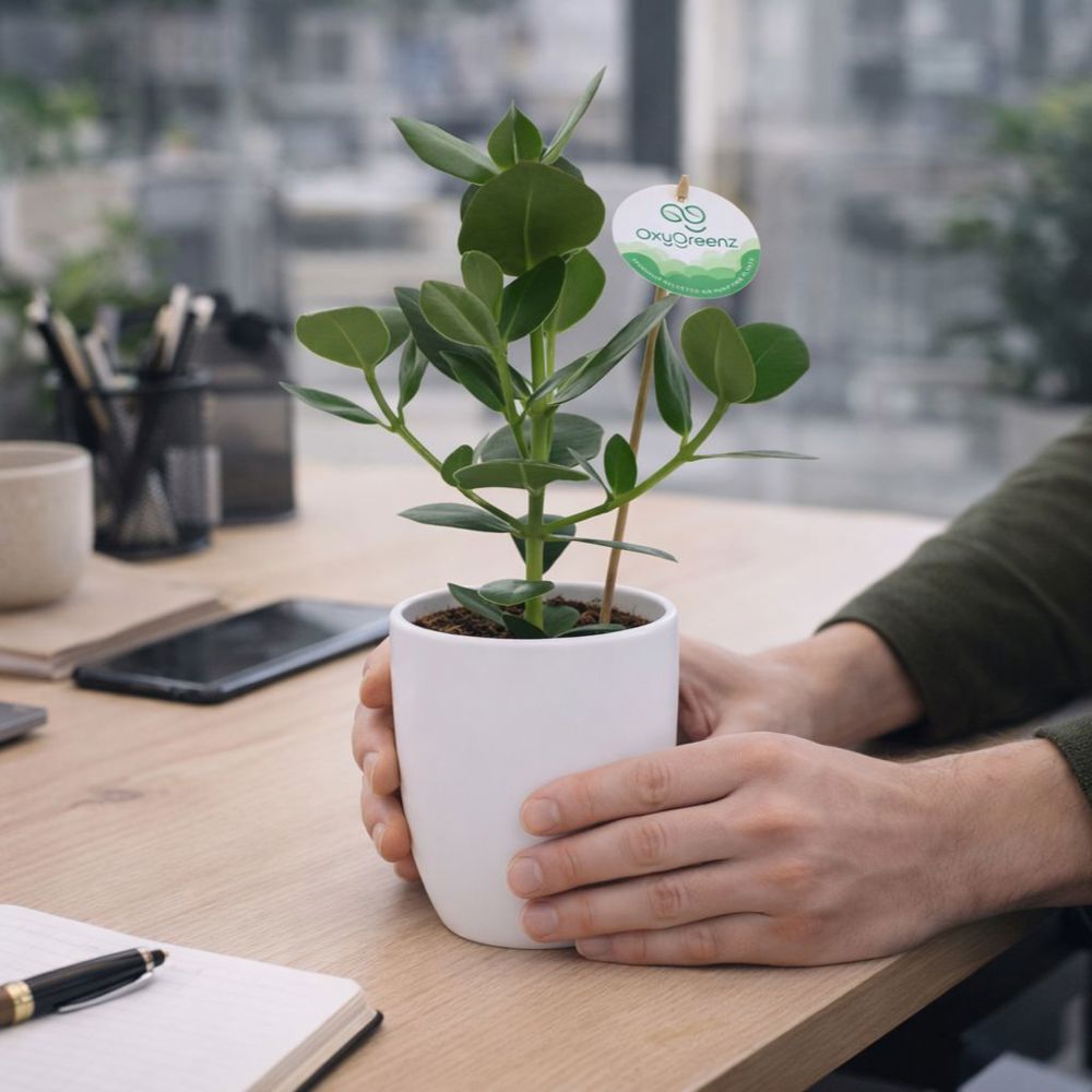 OxyGreenz® - Clusia rosea im Keramiktopf, In Geschenkbox