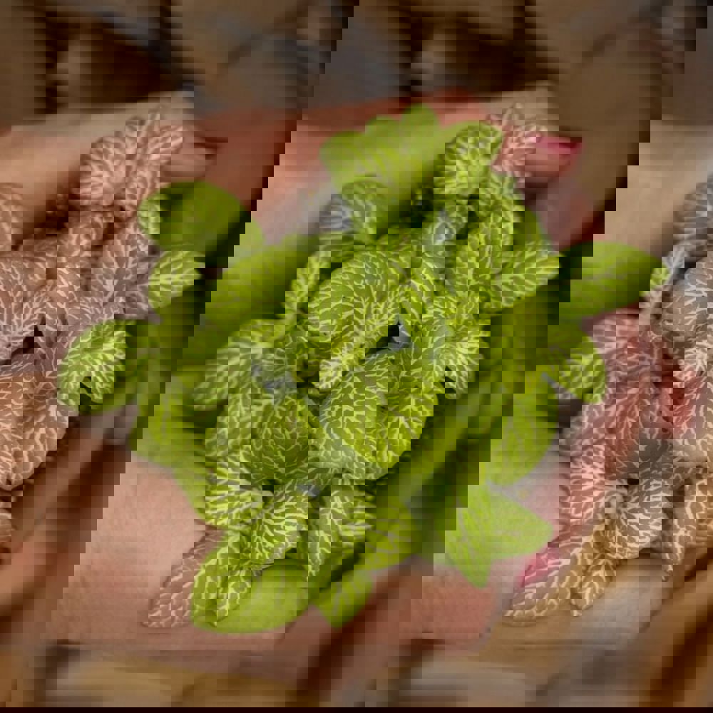 Wardians® Ecosystem - Erlenmeyer small, Ohne Verpackung