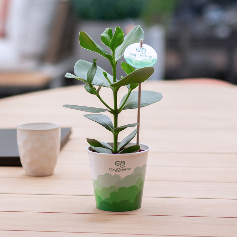 OxyGreenz® - Clusia rosea in papercup, Ohne Verpackung