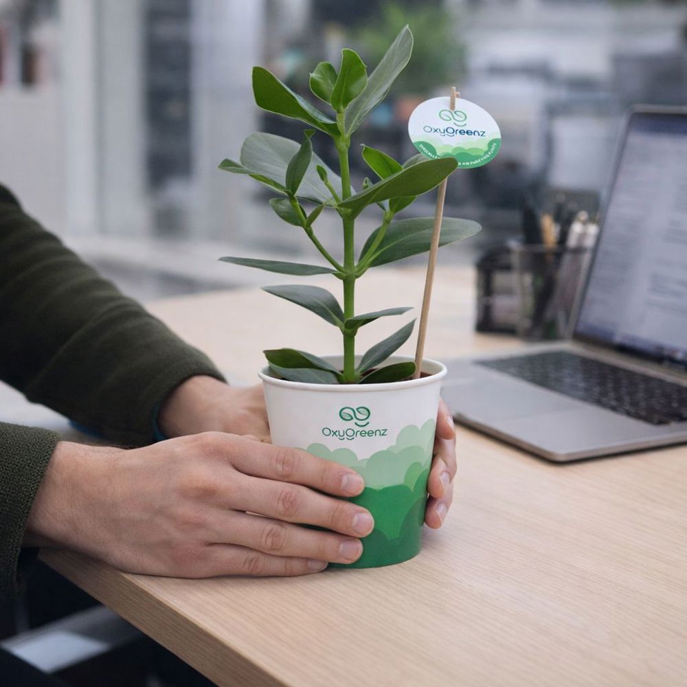 OxyGreenz® - Clusia rosea in papercup, Ohne Verpackung