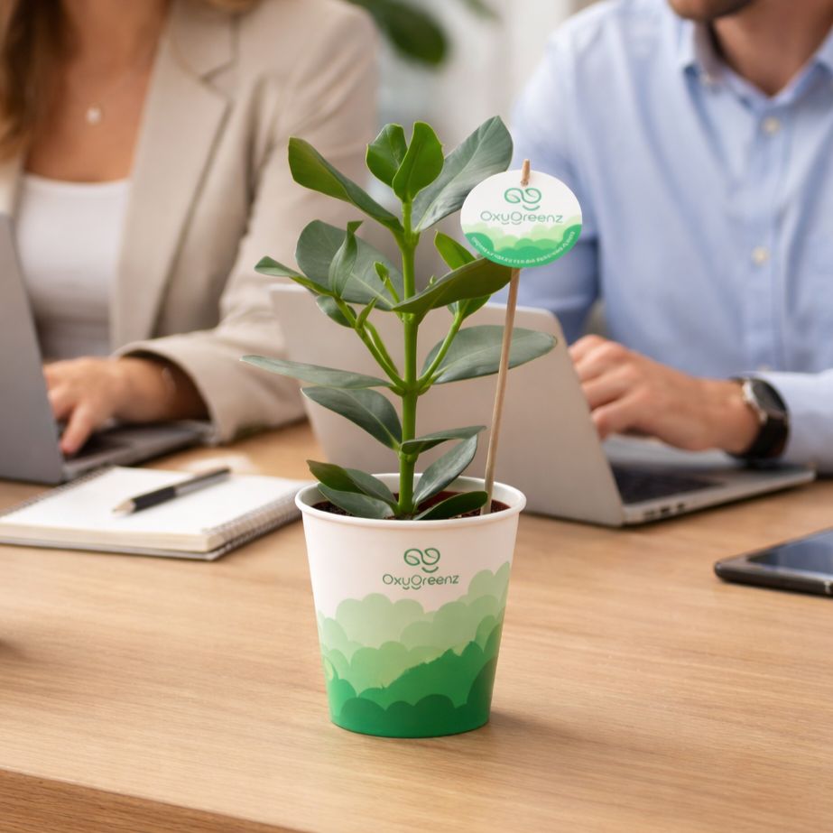 OxyGreenz® - Clusia rosea in papercup, Ohne Verpackung