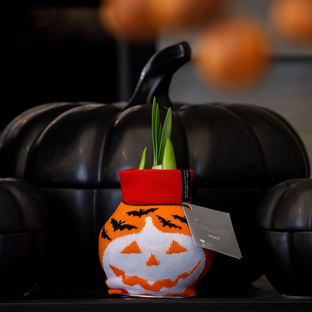 No Water Flowers® - Fashionz Halloween mix, In Geschenkbox