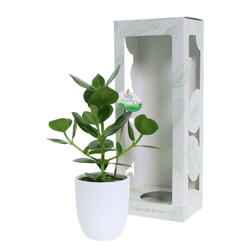 OxyGreenz® - Clusia rosea im Keramiktopf, In Geschenkbox