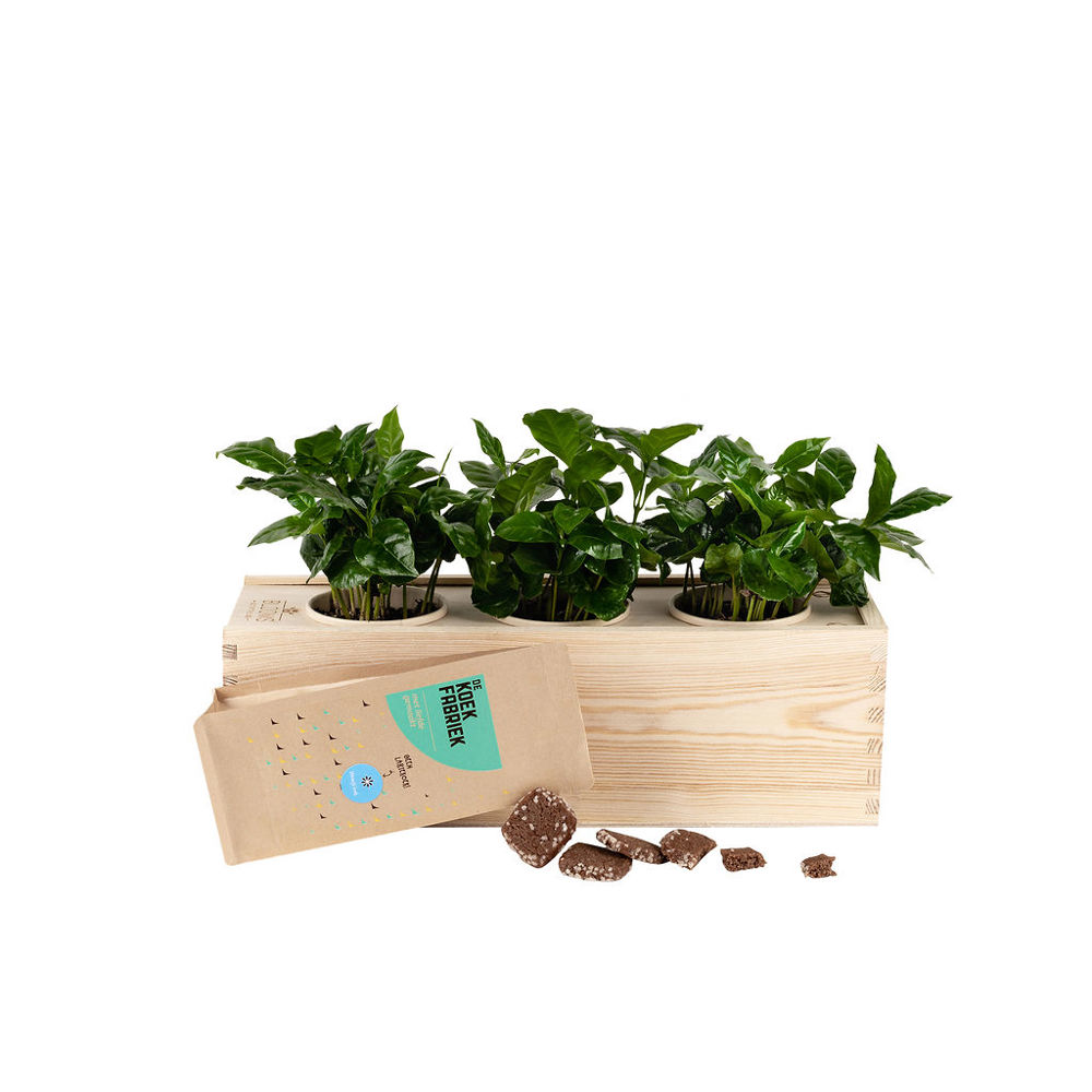 Coffee out of the Box 'tasty break' - L