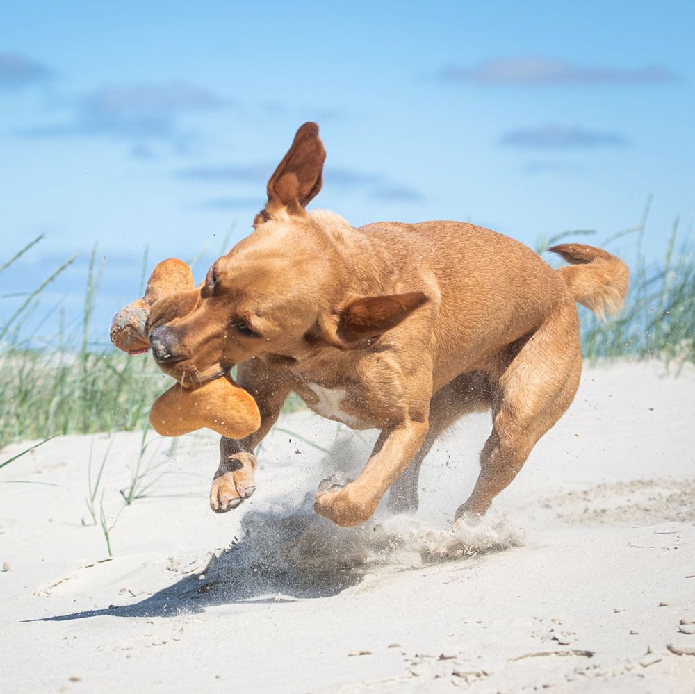 Hundespielzeug Knochen, braun, one size