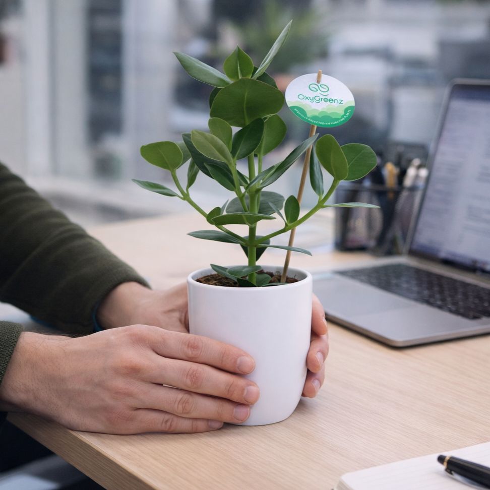 OxyGreenz® - Clusia rosea im Keramiktopf, In Geschenkbox