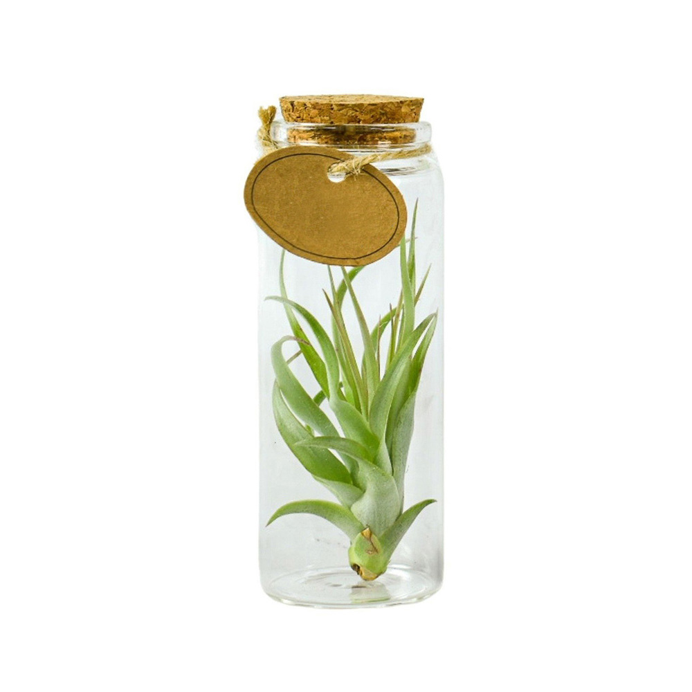 Airplant - Glass bottle medium