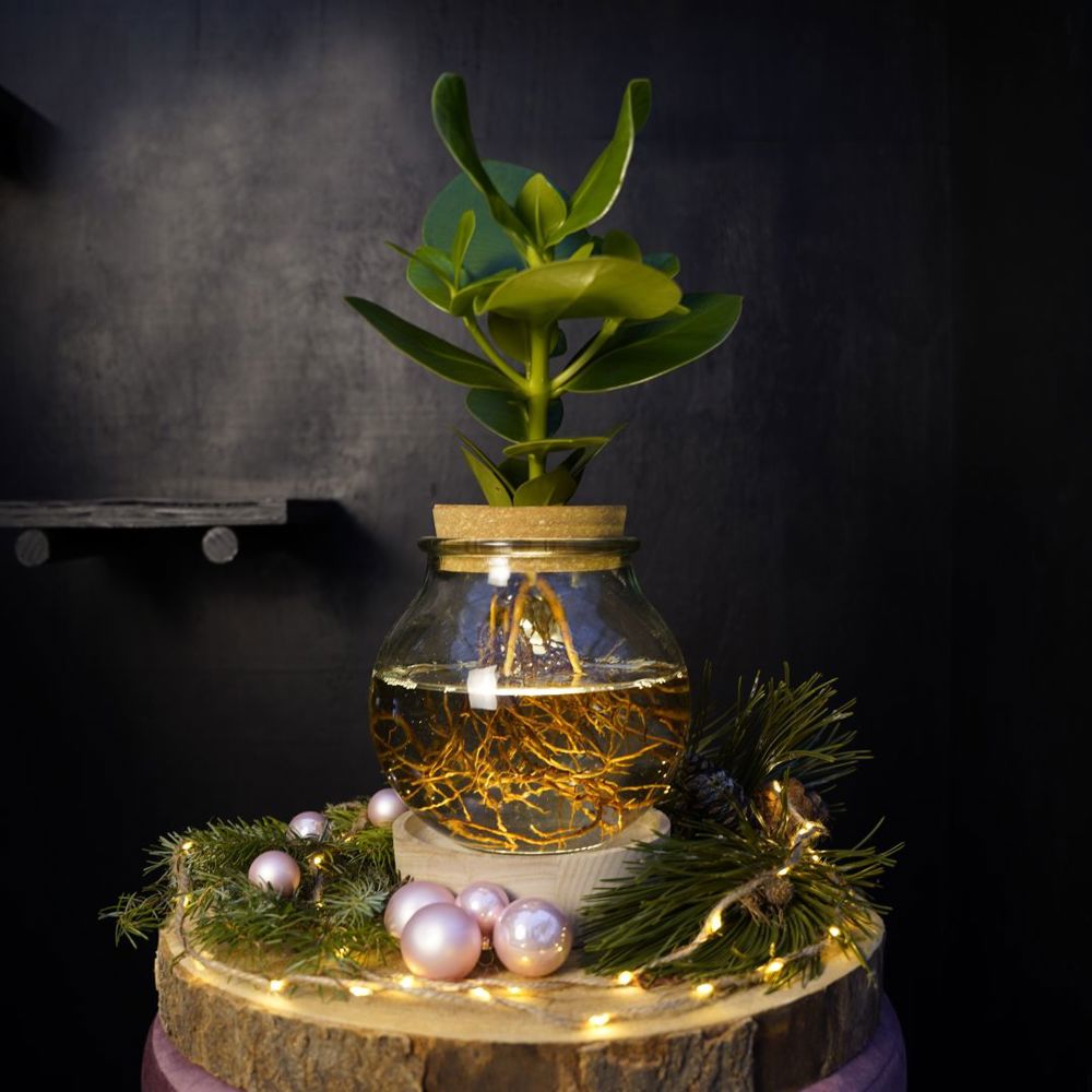 Hydroponic plants - Glass with LED light in giftbox