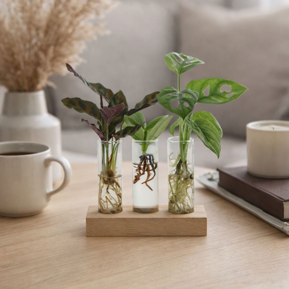 Hydroponic plants - Trio tube & wood