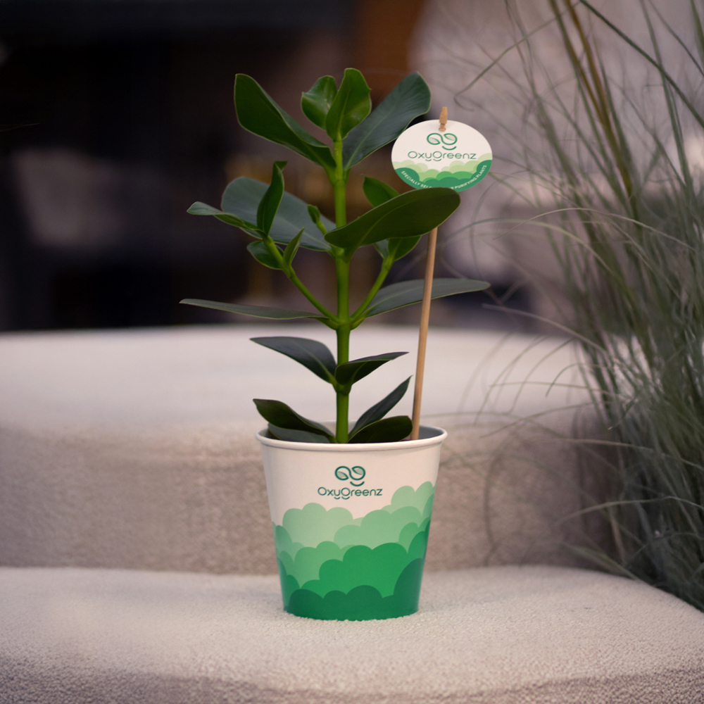 OxyGreenz® - Clusia rosea in papercup, Ohne Verpackung