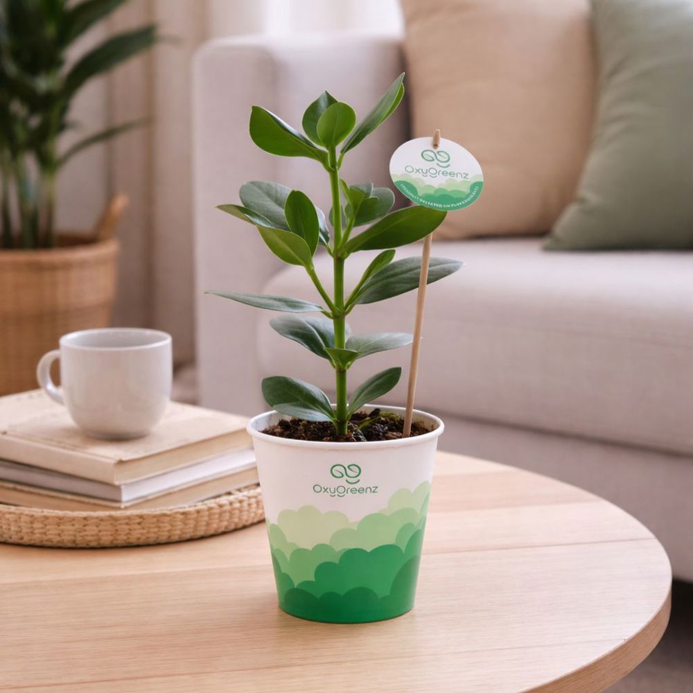 OxyGreenz® - Clusia rosea in papercup, Ohne Verpackung