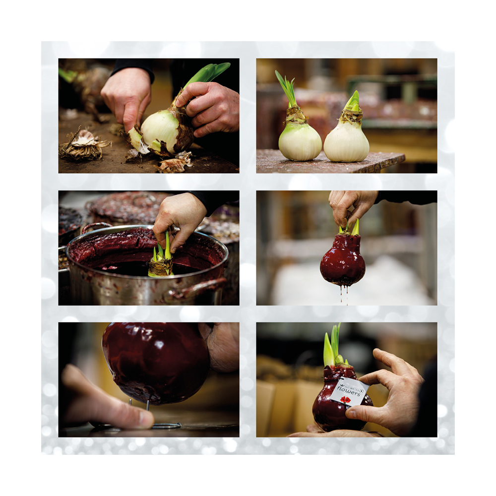 No Water Flowers® - Fashionz Halloween mix, In Geschenkbox