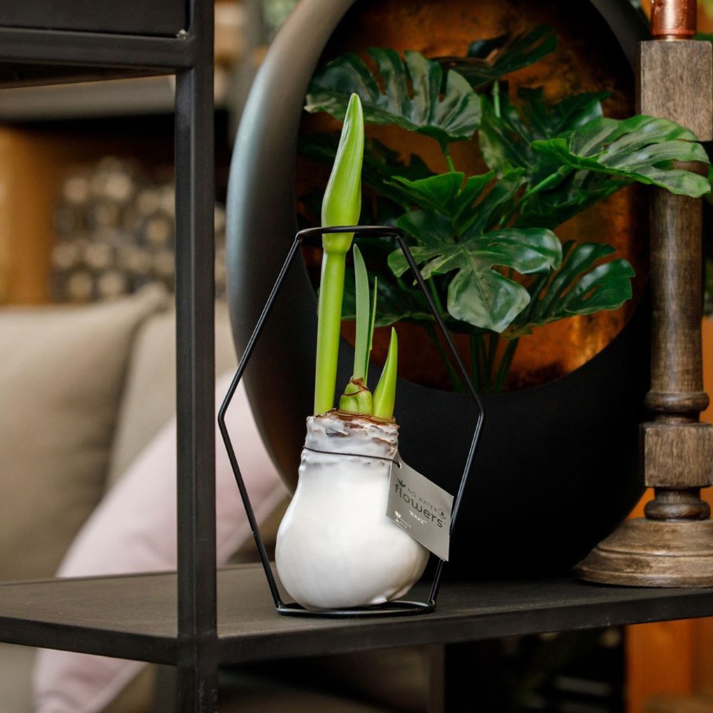 No Water Flowers® - Formz modern, In carry bag, Pastellblau