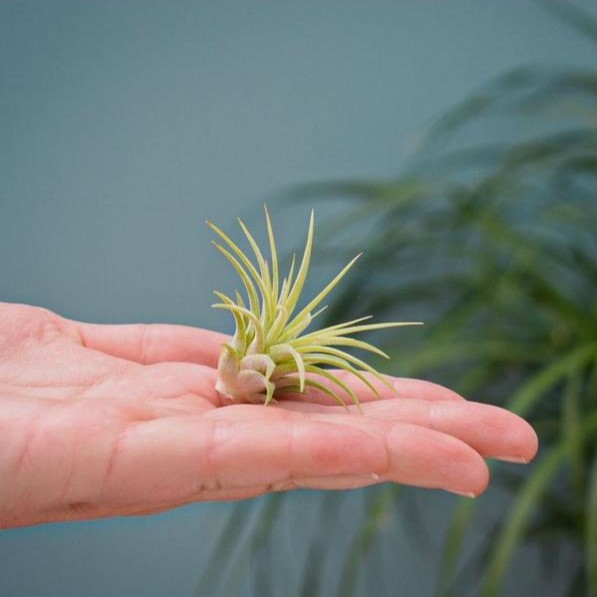 Airplant - Glass bottle square