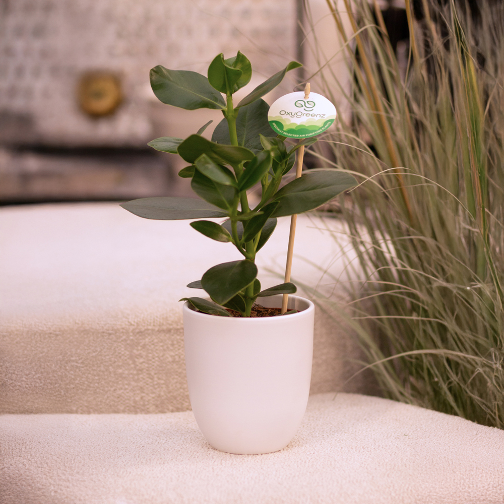 OxyGreenz® - Clusia rosea im Keramiktopf, In Geschenkbox