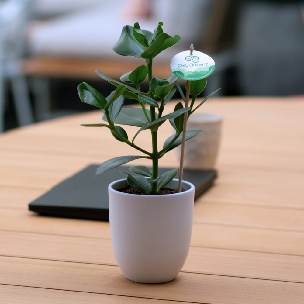 OxyGreenz® - Clusia rosea im Keramiktopf, In Geschenkbox