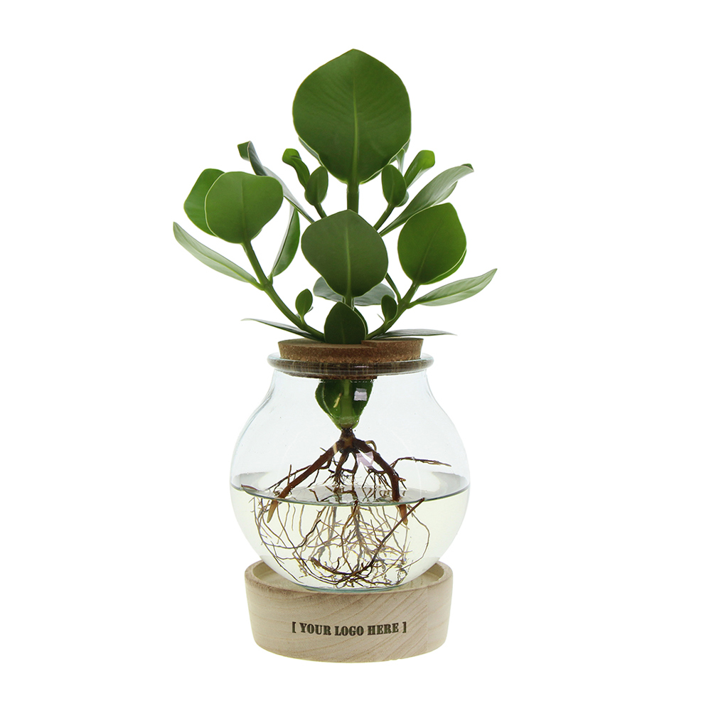 Hydroponic plants - Glass with LED light in giftbox