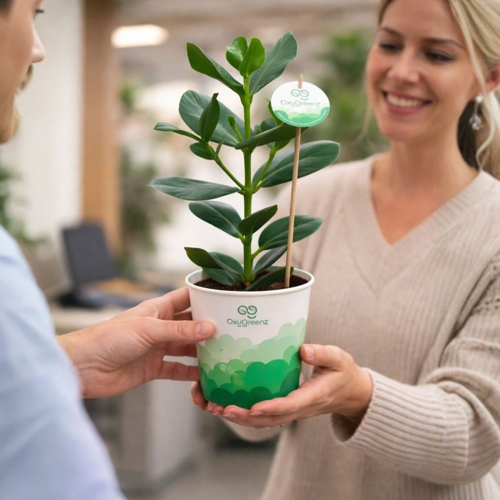 OxyGreenz® - Clusia rosea in papercup, Ohne Verpackung