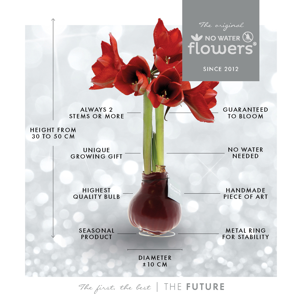 No Water Flowers® - Fashionz Halloween mix, In Geschenkbox