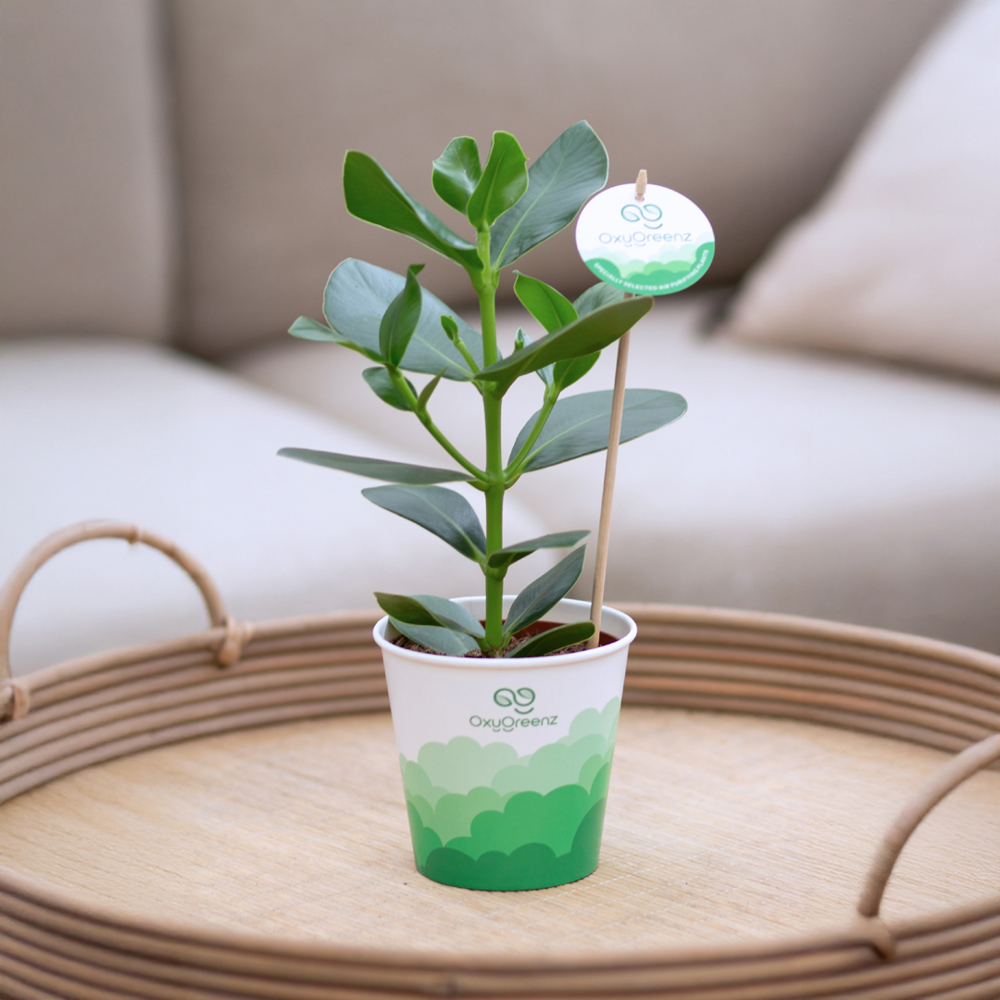 OxyGreenz® - Clusia rosea in papercup, Ohne Verpackung