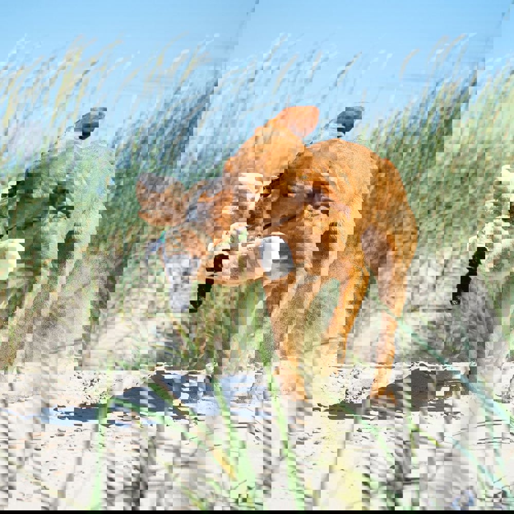 Hundespielzeug RecycelFuchs, beige, one size